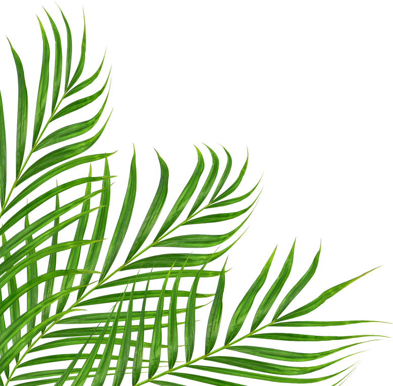 Green Leaves of Palm Tree Isolated on White Background